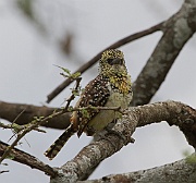 Usambiro barbet (trachyphonus usambiro), Serengeti